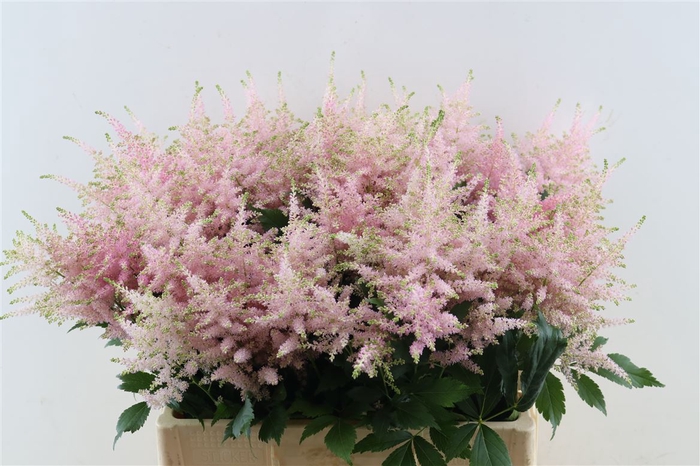 Astilbe Ja Europa