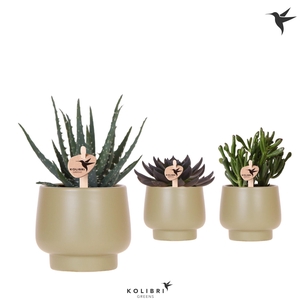 Kolibri Greens Succulenten mix in Scandic pot green