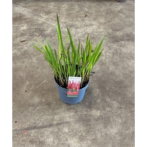 Imperata cylindrica 'Red Baron'