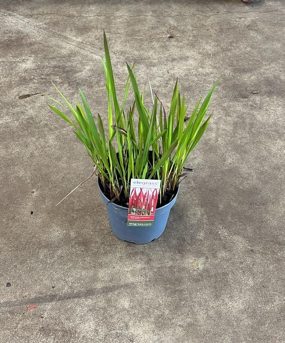 <h4>Imperata cylindrica 'Red Baron'</h4>