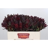 Leucadendron Saf Sunset Dark R.