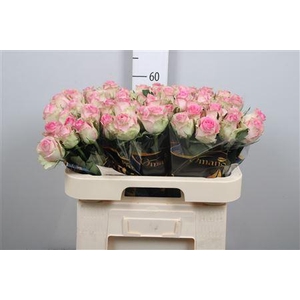 R Gr Brigitte Bardot