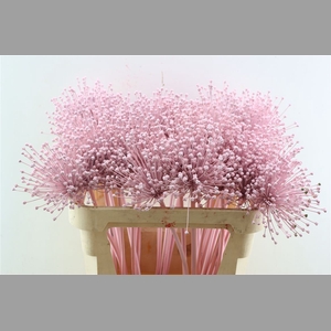 Allium Licht Roze
