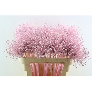 Allium Licht Roze