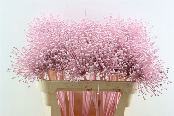 Allium Licht Roze