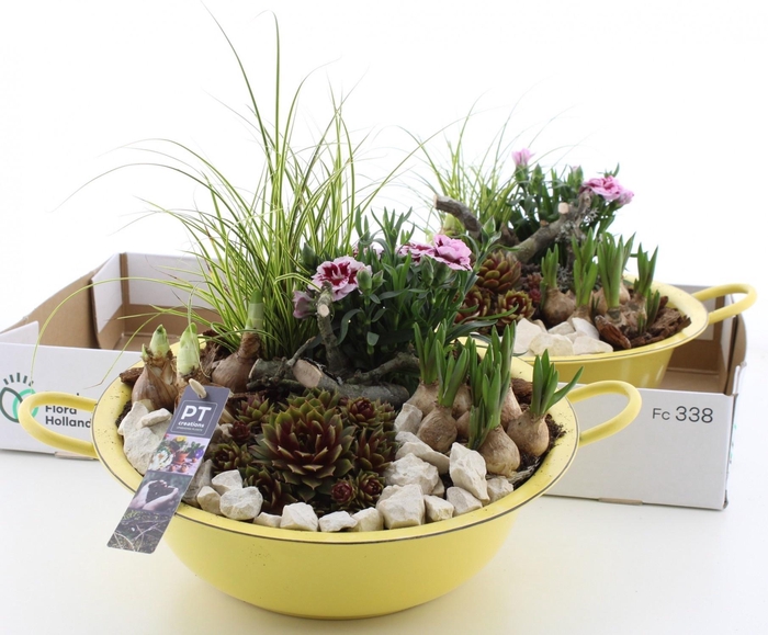 <h4>ARR PL IN SCHAAL</h4>