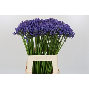 Agapanthus EYFORI Blue
