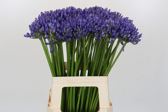 <h4>Agapanthus EYFORI Blue</h4>