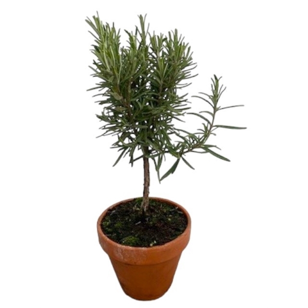<h4>Rosmarinus officinalis in terracotta pot "op stam"</h4>