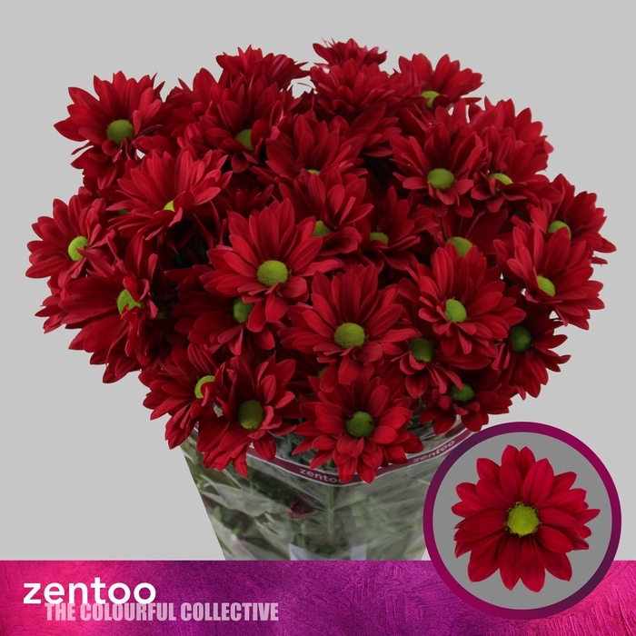 <h4>CHR T RUBY STAR</h4>