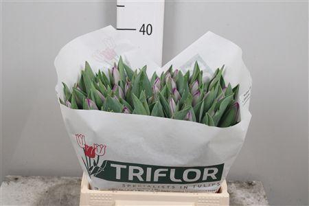 <h4>Tu En Saigon</h4>