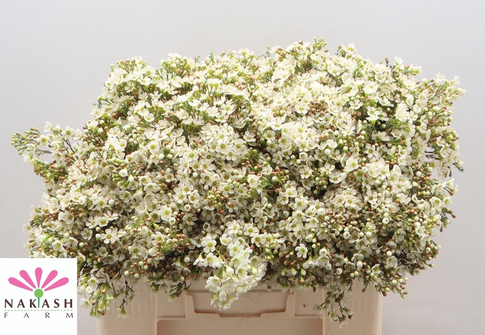 <h4>Cham un Dawn Pearl</h4>