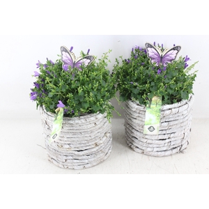 arr4 Outdoor JS - Mais mand campanula