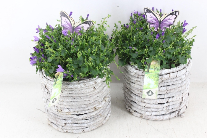 <h4>arr4 Outdoor JS - Mais mand campanula</h4>