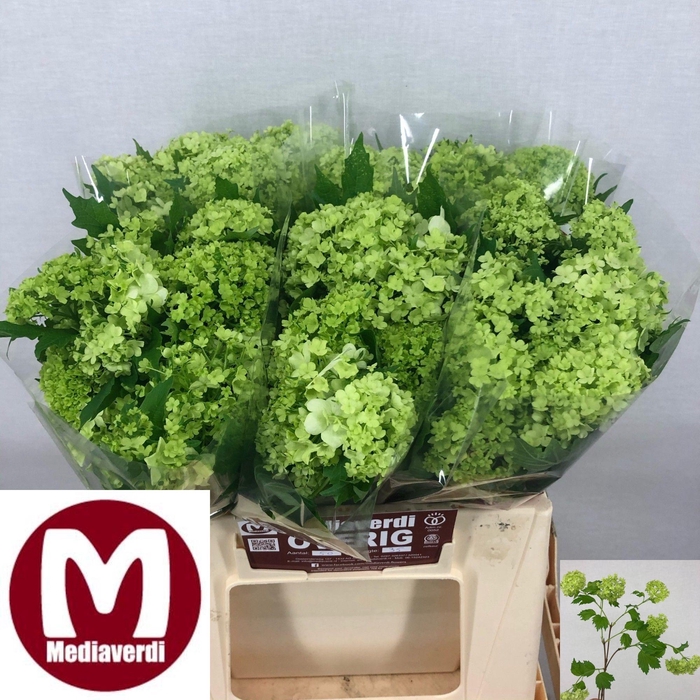 <h4>VIBURNUM ROSEUM ST</h4>