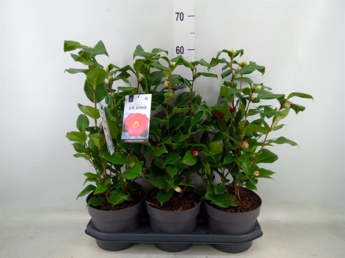 <h4>Camellia japonica 'Dr King'</h4>