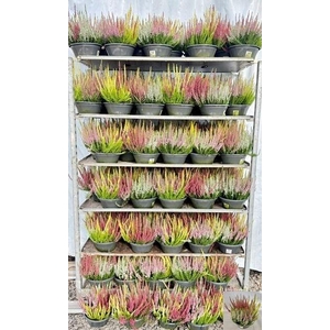 CALLU BL  QUATTRO G
