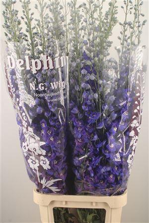 <h4>Delph El Dewi Blue Star</h4>
