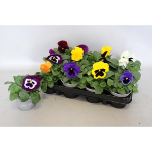 Viola wittrockiana F1 Gemengd in kist