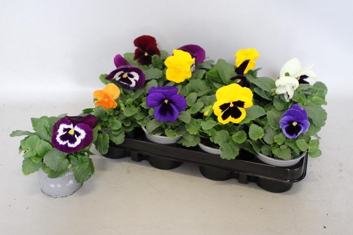 <h4>Viola wittrockiana F1 Gemengd in kist</h4>