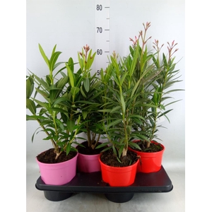 Nerium oleander   ...