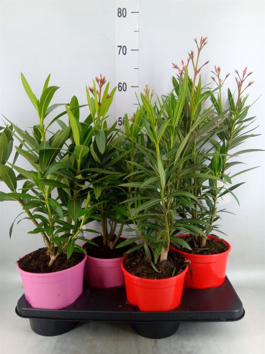 <h4>Nerium oleander   ...</h4>