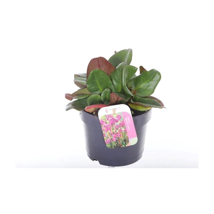 <h4>Bergenia cordifolia Eroica</h4>