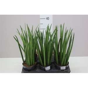 Sansevieria Cylindrica Mikado