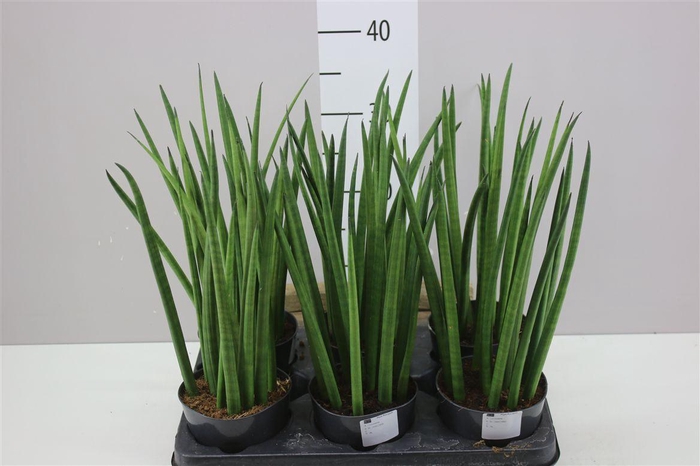 <h4>Sansevieria Cylindrica Mikado</h4>