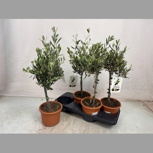 OLEA EUROPAEA