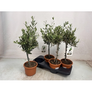 OLEA EUROPAEA