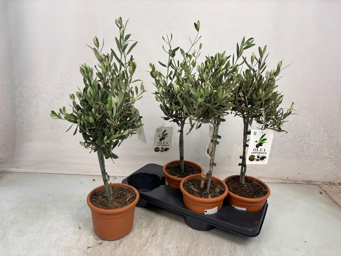 <h4>OLEA EUROPAEA</h4>
