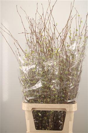 <h4>Corylops Spicata</h4>