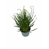 Allium stipitatum