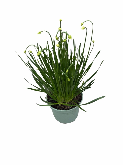 Allium stipitatum