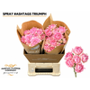 Rosa Spray #Ashtags Triumph