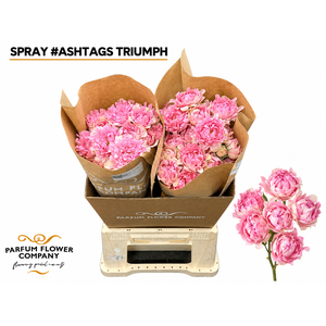 Rosa Spray #Ashtags Triumph