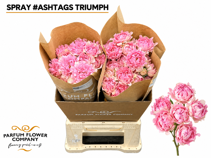 <h4>Rosa Spray #Ashtags Triumph</h4>