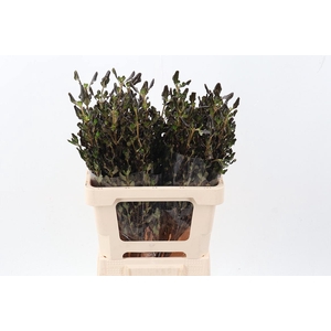 Coprosma Green