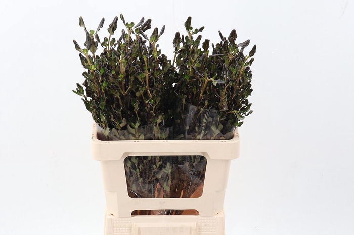 <h4>Coprosma Green</h4>