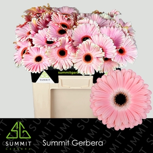 Gerbera Dulcie Water