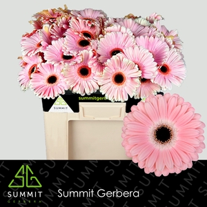Gerbera Dulcie Water