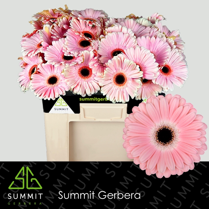 <h4>Gerbera Dulcie Water</h4>