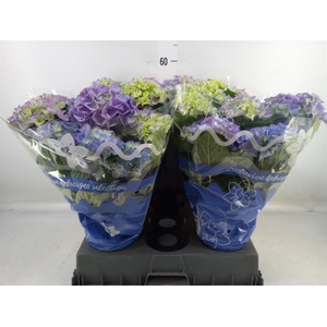 Hydrangea mac.   ...