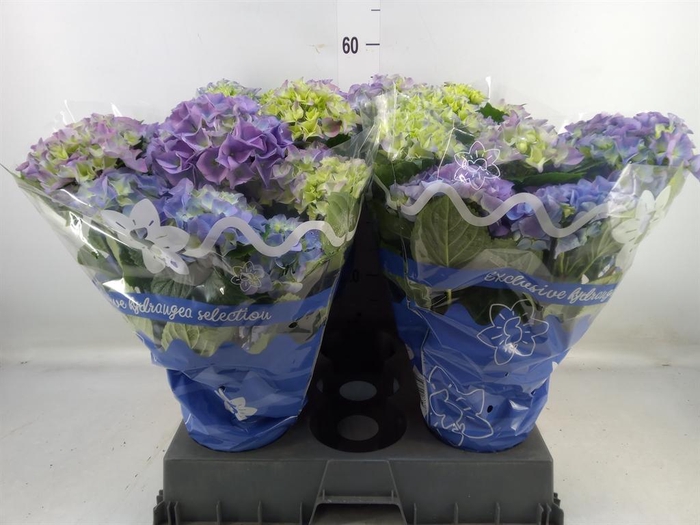 <h4>Hydrangea mac.   ...</h4>