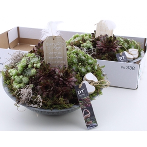 ARR SEMPERVIVUM