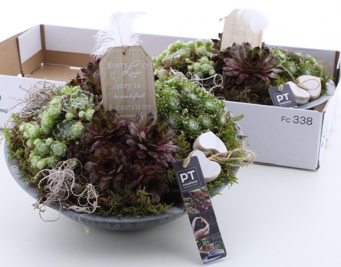 <h4>ARR SEMPERVIVUM</h4>