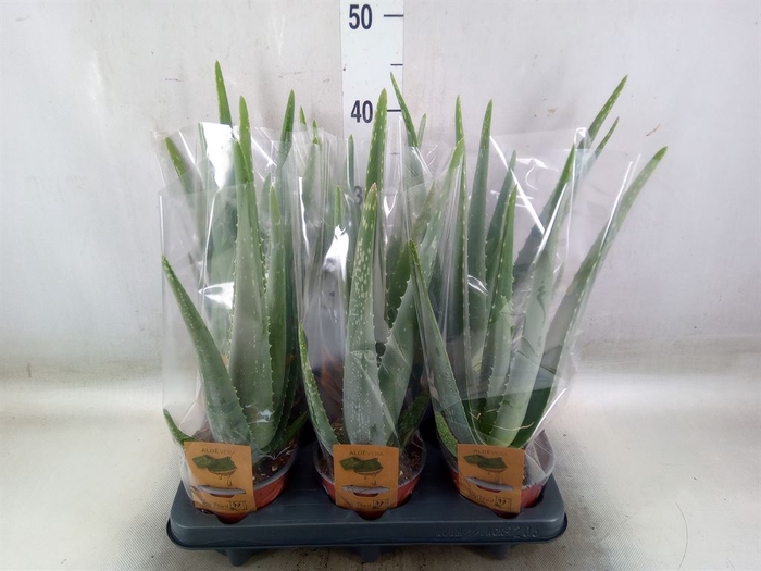 <h4>Aloe vera</h4>