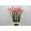 Nerine Flugel