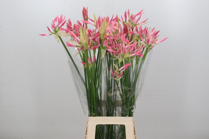 Nerine Flugel